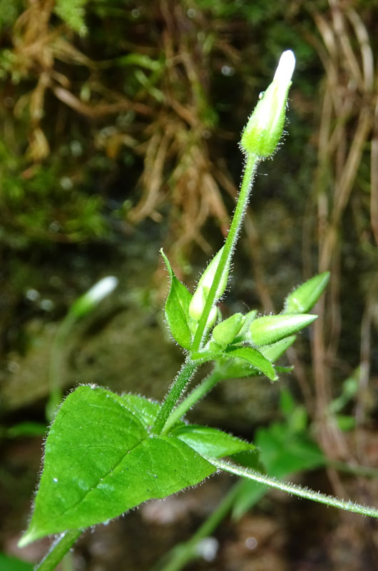 Stellaria nemorum subsp. nemorum / Centocchio dei boschi